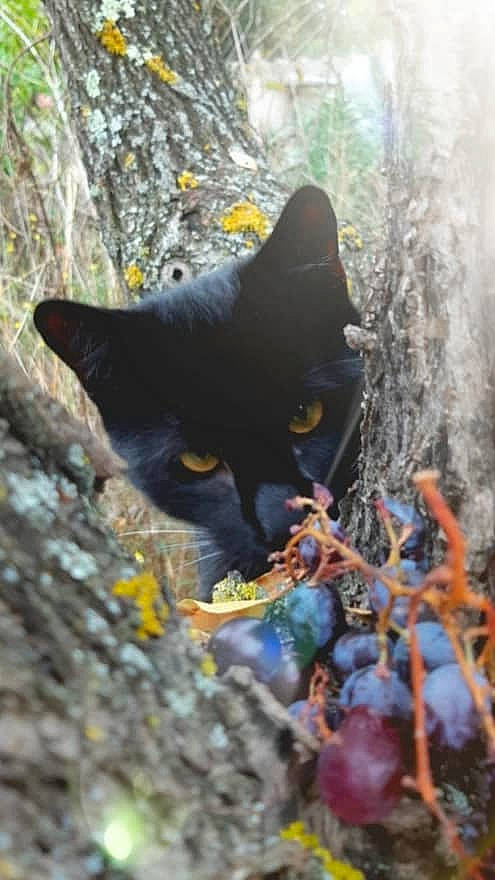 Chatounet a rejoint le concours — aidez-le/la à gagner de superbes lots ! black_cat, bombay, carnivore, cat, felidae, organism, plant, small_to_medium_sized_cats, tree, whiskers