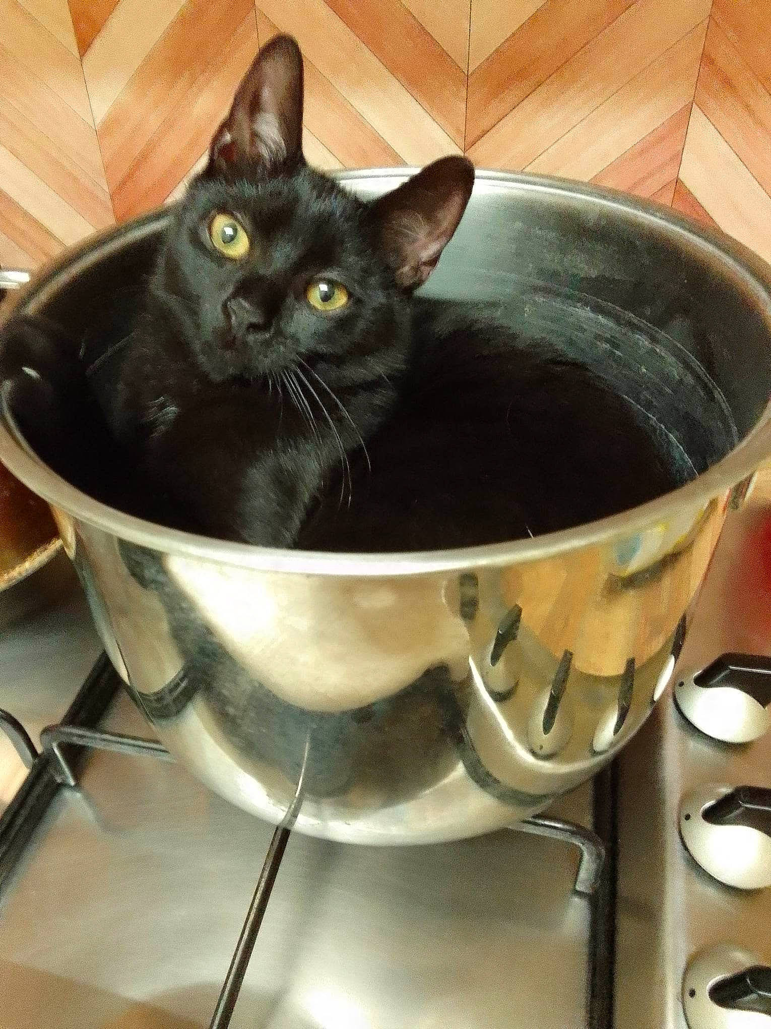Yang participe au concours pour gagner de l'argent avec cette photo : animal_feed, black_cat, bombay, carnivore, cat, cat_supply, cooking, domestic_short_haired_cat, felidae, frying_pan, gas_stove, ingredient, kitchen_appliance, pet_supply, plumbing_fixture, recipe, small_to_medium_sized_cats, snout, tail, whiskers