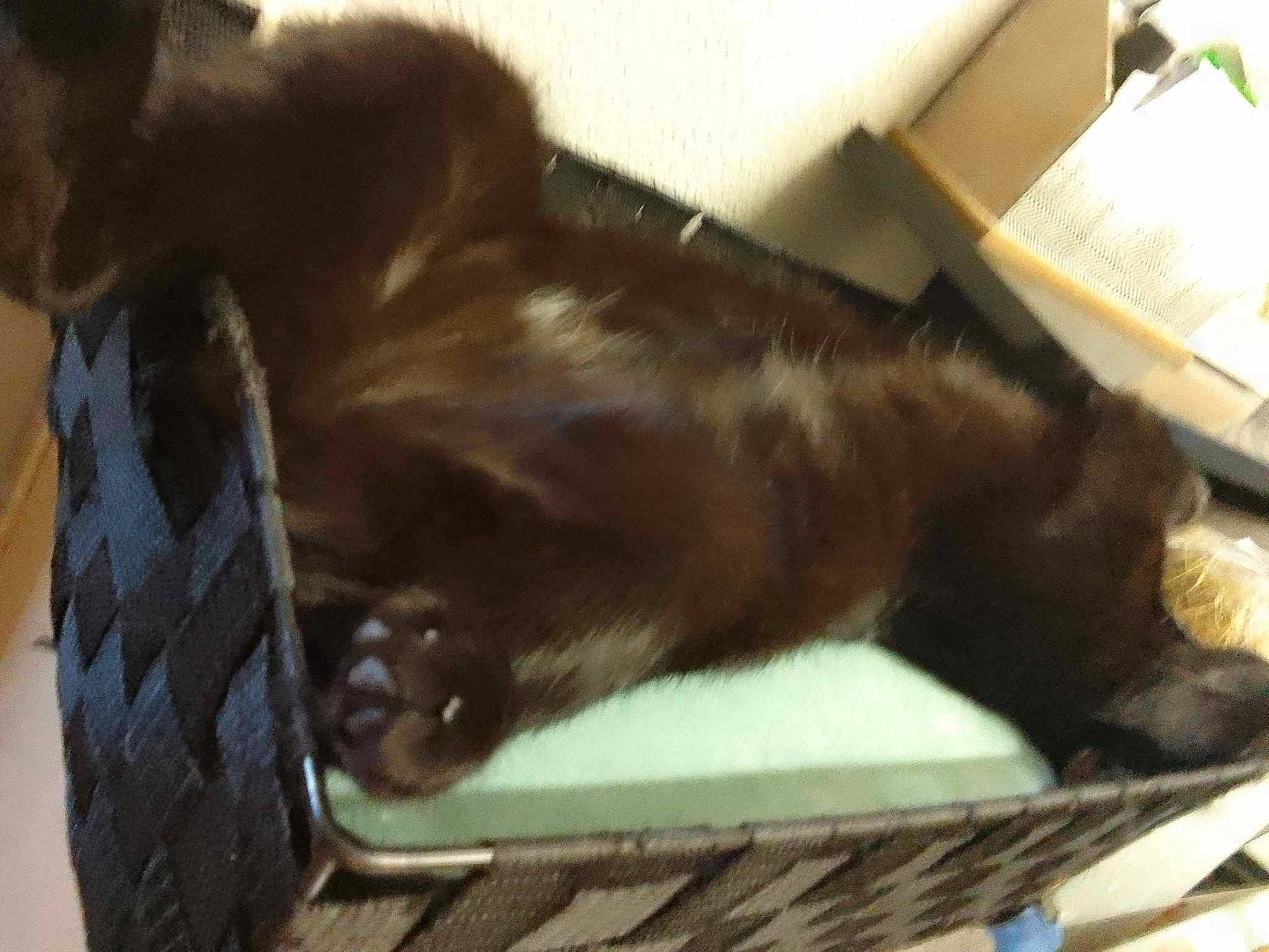 Yang participe au concours pour gagner de l'argent avec cette photo : brown, canidae, carnivore, cat, cat_supply, comfort, companion_dog, dog_breed, fawn, felidae, fur, liver, pet_supply, small_to_medium_sized_cats, snout, sporting_group, tail, terrestrial_animal, whiskers, wood