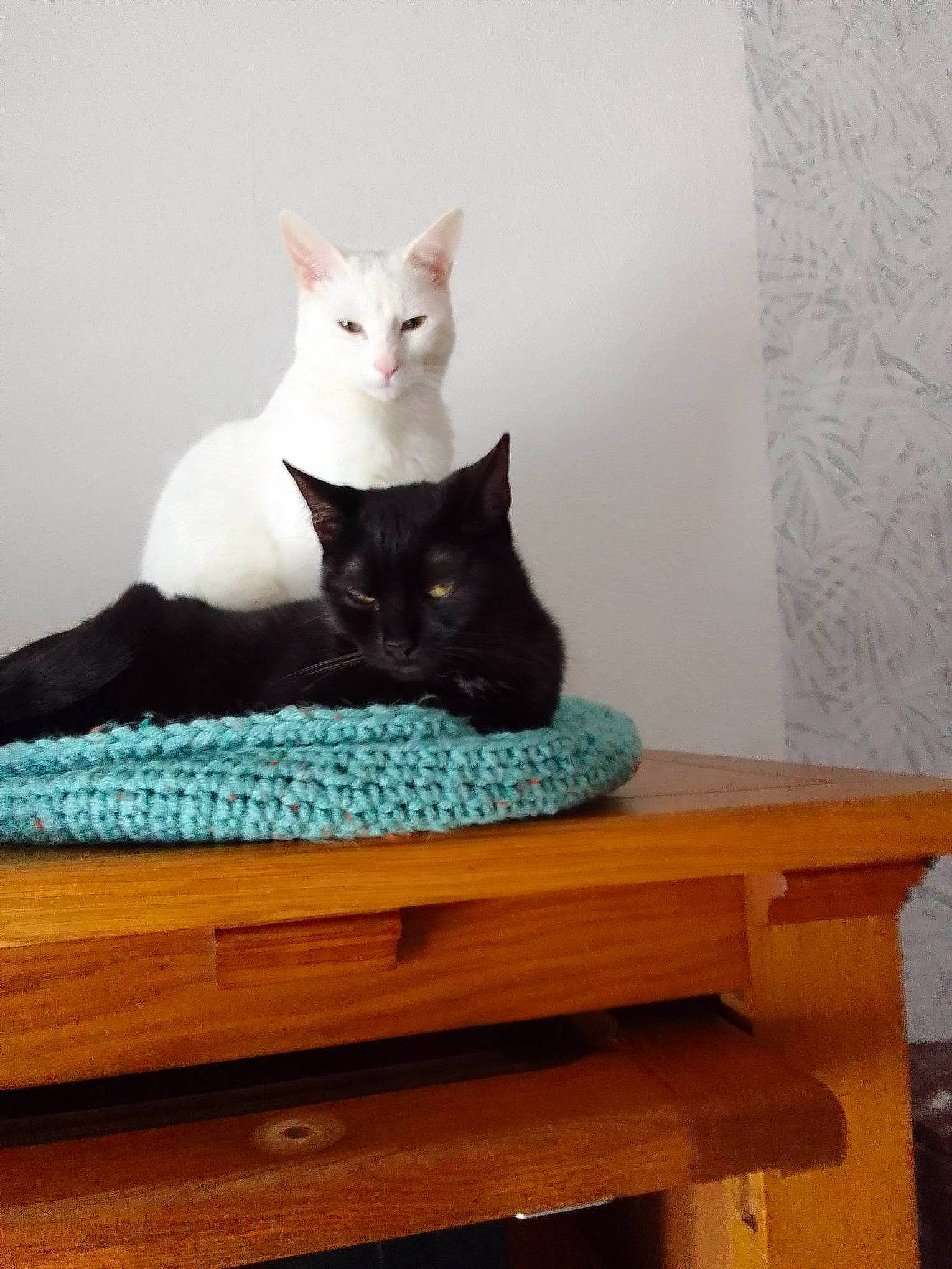 Yang a rejoint le concours — aidez-le/la à gagner de superbes lots ! bench, carnivore, cat, comfort, domestic_short_haired_cat, drawer, felidae, fur, grey, hardwood, plant, room, sitting, small_to_medium_sized_cats, stairs, table, tail, whiskers, wood, wood_stain