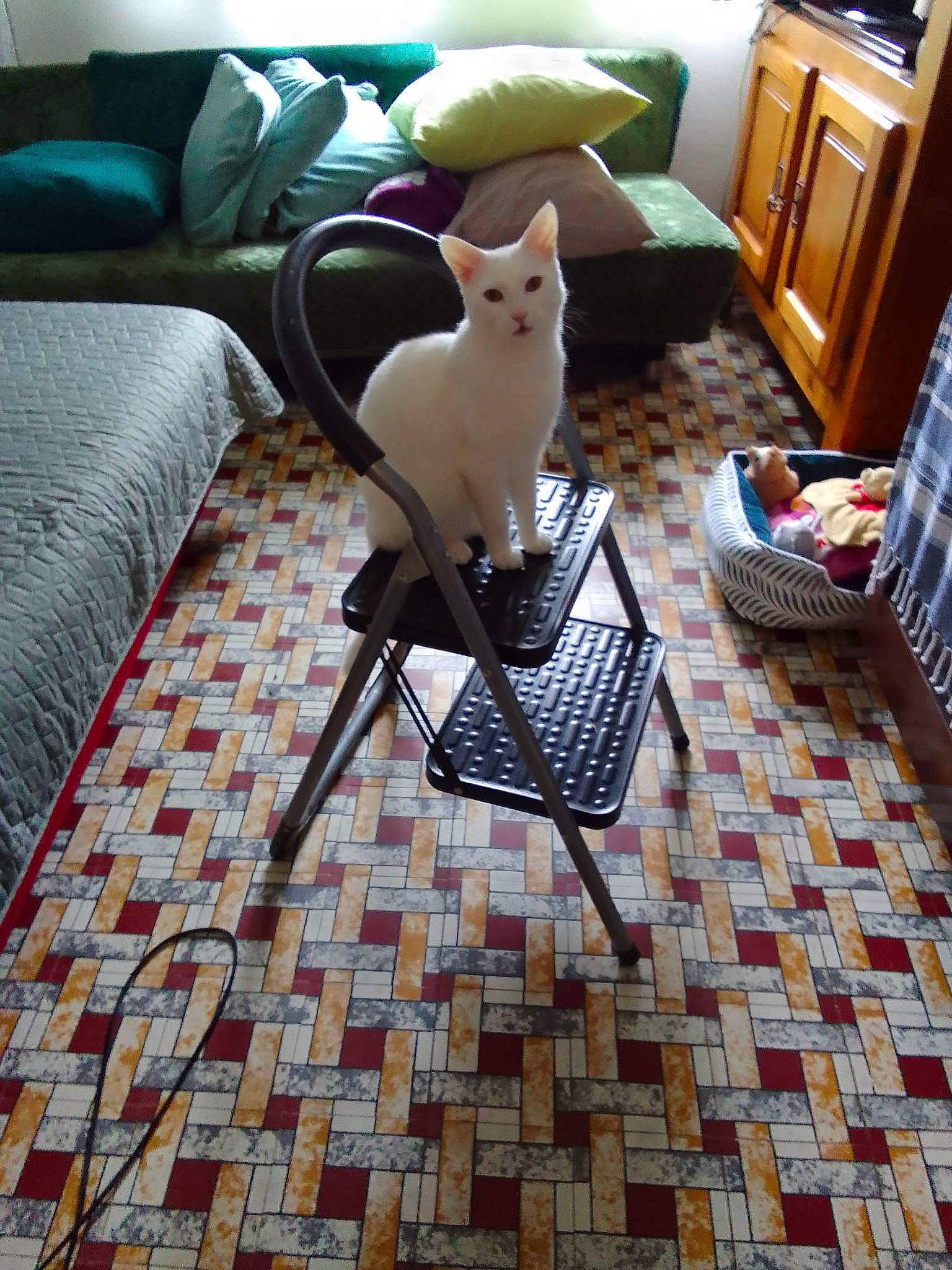 Yin a rejoint le concours — aidez-le/la à gagner de superbes lots ! cabinetry, carnivore, chair, comfort, companion_dog, cupboard, dog, drawer, fawn, felidae, floor, flooring, furniture, hardwood, interior_design, living_room, pattern, room, table, wood