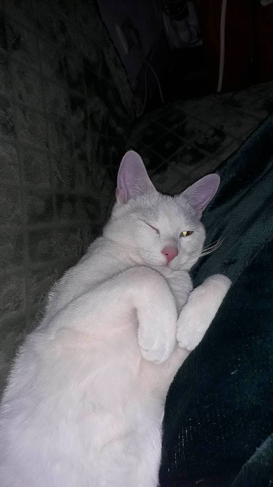 Yin a rejoint le concours — aidez-le/la à gagner de superbes lots ! carnivore, cat, comfort, darkness, domestic_short_haired_cat, ear, eye, felidae, fur, head, iris, jaw, paw, sitting, small_to_medium_sized_cats, snout, snow, tail, terrestrial_animal, whiskers