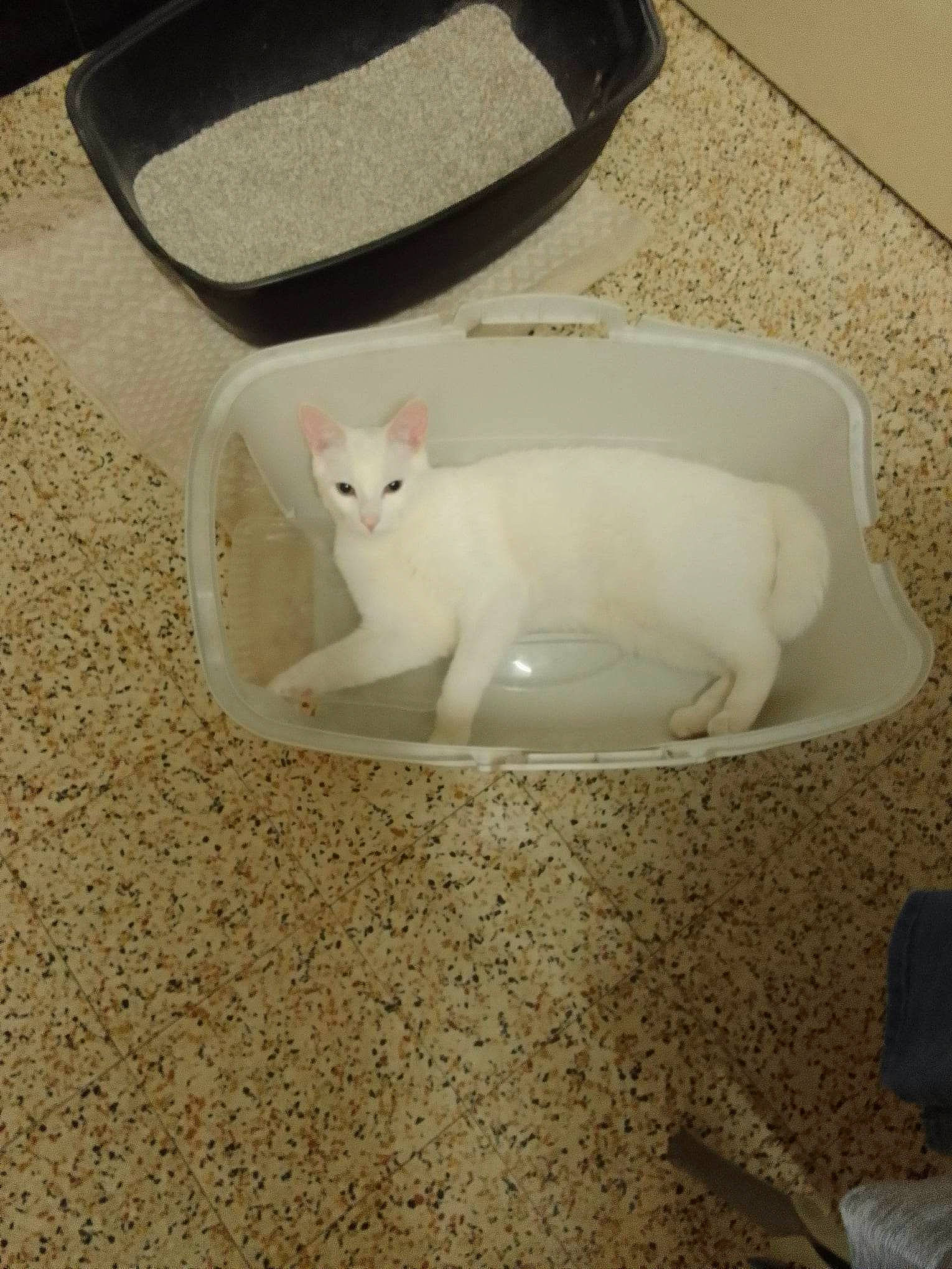 Yin participe au concours pour gagner de l'argent avec cette photo : carnivore, cat, cat_supply, domestic_short_haired_cat, fawn, felidae, flooring, fur, paw, pet_supply, plumbing_fixture, small_to_medium_sized_cats, snout, tail, terrestrial_animal, whiskers, white