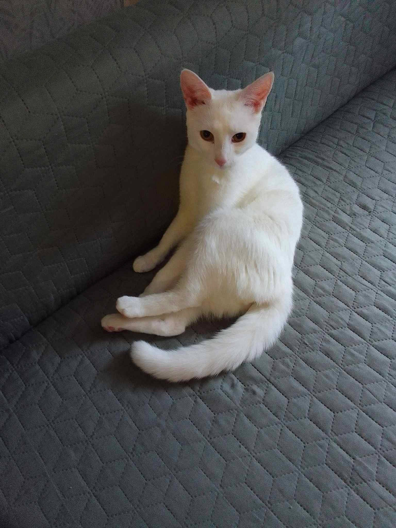 Yin participe au concours pour gagner de l'argent avec cette photo : carnivore, cat, domestic_short_haired_cat, fawn, felidae, flooring, fur, paw, small_to_medium_sized_cats, snout, tail, terrestrial_animal, whiskers, wood