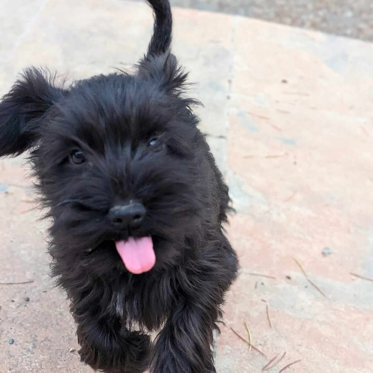 Aoife a rejoint le concours — aidez-le/la à gagner de superbes lots ! affenpinscher, animal, canine, dog, pet, puppy, terrier, whitedog