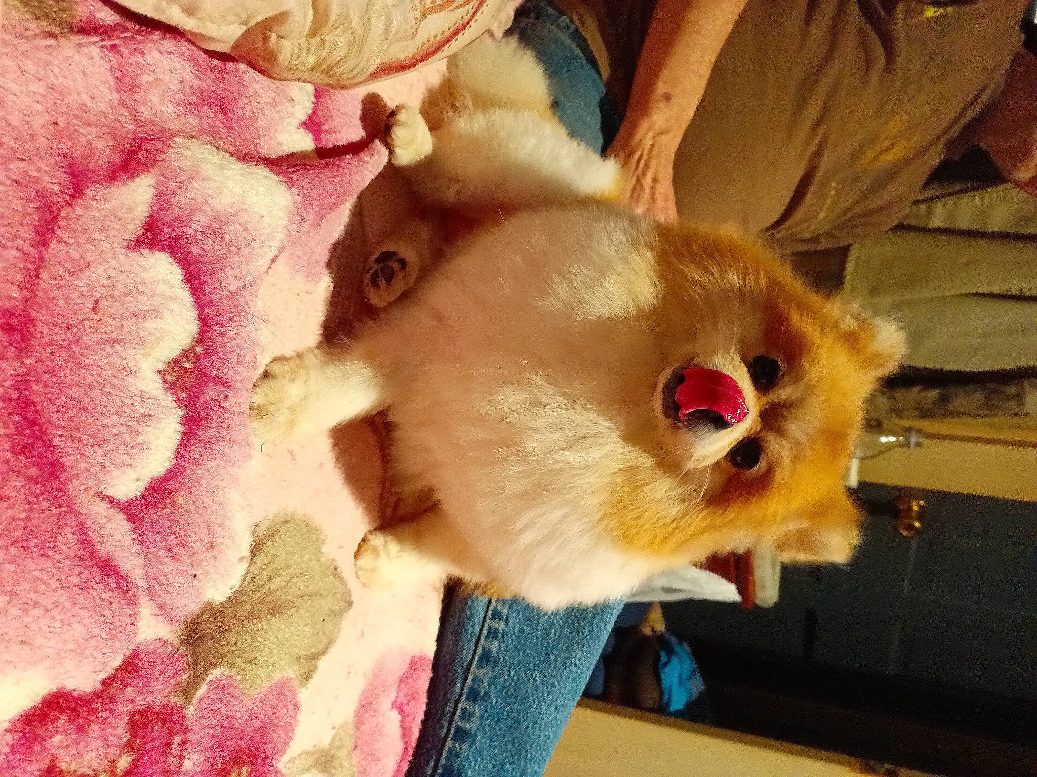 Sissy is registered to the contest to win money with this photo: carnivore, cat, claw, comfort, companion_dog, dog_breed, dog_supply, fawn, felidae, fur, magenta, paw, peach, petal, small_to_medium_sized_cats, snout, sporting_group, tail, toy_dog, whiskers