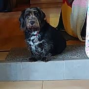 Tina a rejoint le concours — aidez-le/la à gagner de superbes lots ! dog, pet, indoor, step, collar, scruffy, fur, carpet, blanket, tile, home, cozy, animal, looking, sitting, floor, domestic, cute, quiet, calm