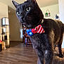 Luke joined the competition — help win amazing prizes! alert, animal, black_cat, blurred_background, bow_tie, close_up, collar, curious, cute, domestic_cat, ears, feline, furniture, home_interior, indoor, pet, portrait, standing, whiskers, wooden_floor