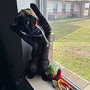 Luke is registered to the contest to win money with this photo: animal, avocado_toy, black_cat, cat, chili_pepper_toy, colorful, cute, feline, hat, indoor, looking, pet, playful, plush_toys, sombrero, standing, sunlight, whimsical, window, windowsill