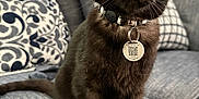 Luke joined the competition — help win amazing prizes! abyssinian, accessories, animal, architecture, armchair, blackcat, building, cat, chair, collar, couch, cushion, furniture, homedecor, indoors, kitten, livingroom, manx, pet, room