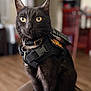 Luke is registered to the contest to win money with this photo: alert, animal, black_cat, cat, close_up, collar, domestic_cat, feline, focused, fur, furniture, harness, home_interior, indoor, pet, portrait, sitting, whiskers, wooden_floor, yellow_eyes