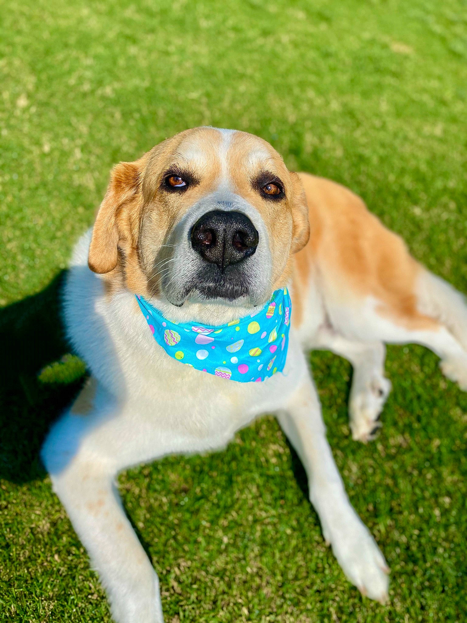 Hamilton is registered to the contest to win money with this photo: beaglier, canidae, carnivore, collar, companion_dog, dog, dog_breed, dog_collar, fawn, grass, hunting_dog, mammal, non_sporting_group, plant, snout, sporting_group, tail, whiskers, working_animal, working_dog