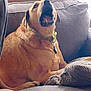 Prince joined the competition — help win amazing prizes! dog, couch, indoor, pet, brown_dog, collar, window, furniture, relaxing, canine, animal, home, domestic_animal, snout, mouth_open, paw, resting, blanket, living_room, fur