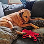 dog, couch, blanket, pillow, plush_toy, indoor, resting, sleeping, window, light, brown_dog, cozy, relaxed, pet, furniture, living_room, soft_texture, animal, cute, home
