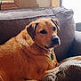 Prince joined the competition — help win amazing prizes! dog, couch, indoor, pet, relaxed, brown_dog, canine, furniture, pillow, tongue_out, companion, domestic_animal, resting, animal, living_room, cozy, cute, home, portrait, sitting