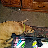 Prince is registered to the contest to win money with this photo: dog, tan_dog, collar, carpet, wooden_cabinet, indoor, table, glass_table, flashlight, tape, papers, clutter, pet, floor, furniture, resting, animal, household, domestic, relaxed