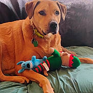 Princelee is registered to the contest to win money with this photo: dog, plush_toys, brown_dog, collar, green_blanket, indoor, pet, resting, toy, canine, animal, furniture, close_up, relaxed, domestic_animal, bed, comfort, cute, lying_down, companionship