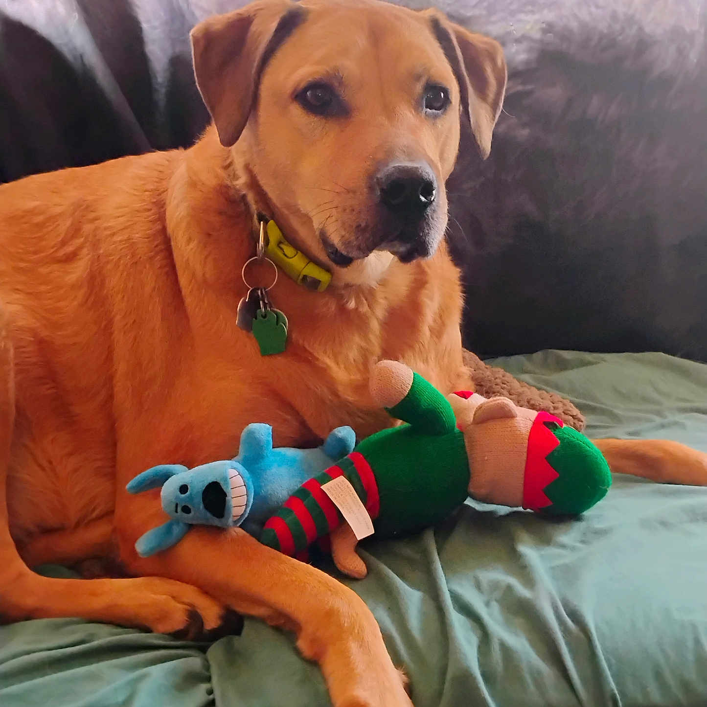 Princelee is registered to the contest to win money with this photo: animal, bed, brown_dog, canine, close_up, collar, comfort, companionship, cute, dog, domestic_animal, furniture, green_blanket, indoor, lying_down, pet, plush_toys, relaxed, resting, toy