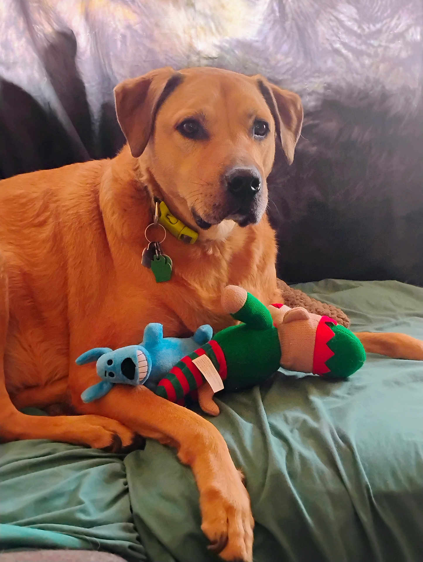 Princelee is registered to the contest to win money with this photo: dog, plush_toys, brown_dog, collar, green_blanket, indoor, pet, resting, toy, canine, animal, furniture, close_up, relaxed, domestic_animal, bed, comfort, cute, lying_down, companionship