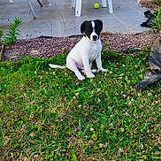 Arès a rejoint le concours — aidez-le/la à gagner de superbes lots ! puppy, dog, grass, outdoor, plastic_chair, patio, tennis_ball, greenery, plant, young_dog, garden, tile_floor, white_dog, black_dog, sitting, pet, nature, animal, playful, home