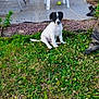 puppy, dog, grass, outdoor, plastic_chair, patio, tennis_ball, greenery, plant, young_dog, garden, tile_floor, white_dog, black_dog, sitting, pet, nature, animal, playful, home