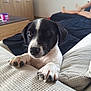 Arès a rejoint le concours — aidez-le/la à gagner de superbes lots ! puppy, dog, black_and_white, pet, indoor, couch, paw, curious, young_dog, furniture, cozy, living_room, person, relaxing, textured_fabric, cute, animal, domestic, companion, home