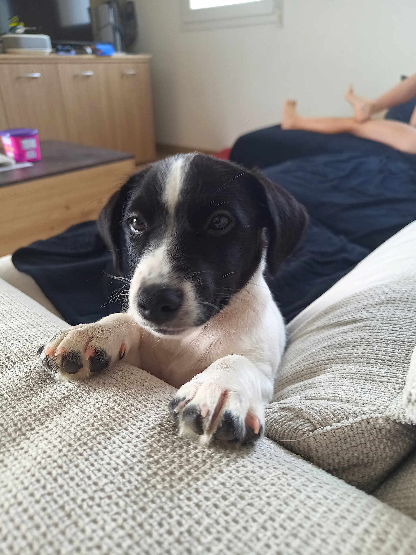 Arès a rejoint le concours — aidez-le/la à gagner de superbes lots ! puppy, dog, black_and_white, pet, indoor, couch, paw, curious, young_dog, furniture, cozy, living_room, person, relaxing, textured_fabric, cute, animal, domestic, companion, home