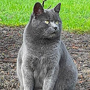 Mafieu Italien participe au concours pour gagner de l'argent avec cette photo : cat, gray_cat, animal, pet, outdoor, grass, soil, tree_branch, nature, feline, sitting, fur, whiskers, ears, eyes, moss, daylight, alert, ground, mammal