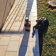 Vigo a rejoint le concours — aidez-le/la à gagner de superbes lots ! afternoon, animal, black_dog, bottle, canine, daylight, dog, empty, grass, nature, outdoor, pet, quiet, relaxing, resting, shadow, sidewalk, stone, sunlight, tiled_path