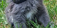 Alvin participe au concours pour gagner de l'argent avec cette photo : kitten, cat, gray_fur, green_eyes, collar, grass, outdoor, pet, animal, feline, cute, young, fluffy, whiskers, wooden_fence, nature, small, sitting, curious, daylight