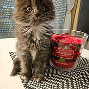 Alvin participe au concours pour gagner de l'argent avec cette photo : kitten, cat, fluffy, gray, white_markings, wide_eyes, curious, sitting, table, woven_placemat, candle, red_berries, glass_container, indoor, pet, cute, small, feline, whiskers, fur