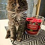 kitten, cat, fluffy, gray, white_markings, wide_eyes, curious, sitting, table, woven_placemat, candle, red_berries, glass_container, indoor, pet, cute, small, feline, whiskers, fur