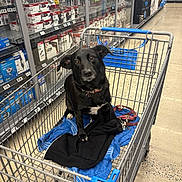 Melody joined the competition — help win amazing prizes! dog, shopping_cart, hardware_store, black_dog, blue_towel, pet, leash, indoor, aisle, floor, metal_cart, animal, looking_up, store_shelves, tools, collar, curious, retail, domestic_animal, shopping