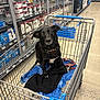 aisle, animal, black_dog, blue_towel, collar, curious, dog, domestic_animal, floor, hardware_store, indoor, leash, looking_up, metal_cart, pet, retail, shopping, shopping_cart, store_shelves, tools