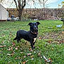 Melody joined the competition — help win amazing prizes! dog, black_dog, grass, backyard, tree, fallen_leaves, fence, outdoor, pet, collar, nature, leafless_tree, garden, animal, daylight, lawn, canine, standing, watchful, sky