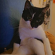 Scarlett joined the competition — help win amazing prizes! cat, black_and_white_cat, pet, sitting, couch, blanket, indoor, holiday_decor, halloween, jack_o_lantern, decorations, feline, whiskers, relaxed, cozy, home, furniture, animal, cute, domestic_cat