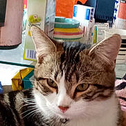 Turbo a rejoint le concours — aidez-le/la à gagner de superbes lots ! box, carnivore, cat, domestic_short_haired_cat, felidae, fur, household_supply, office_supplies, paper, paper_product, paper_towel, shipping_box, small_to_medium_sized_cats, snout, vertebrate, whiskers