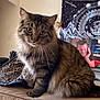 Shadow is registered to the contest to win money with this photo: cat, tabby, fluffy, indoor, couch, furniture, tapestry, celestial, wall, television, person_on_tv, brown, beige, whiskers, ears, eyes, face, pet, domestic_animal, curious