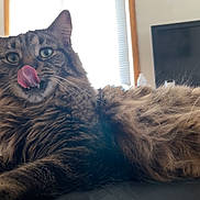 Shadow is registered to the contest to win money with this photo: cat, tabby, fluffy, tongue_out, indoor, pet, animal, lying_down, feline, closeup, whiskers, ears, fur, domestic_cat, window, television, home, relaxed, cute, tongue