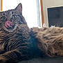 cat, tabby, fluffy, tongue_out, indoor, pet, animal, lying_down, feline, closeup, whiskers, ears, fur, domestic_cat, window, television, home, relaxed, cute, tongue