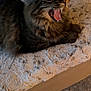 Shadow is registered to the contest to win money with this photo: cat, tabby, yawning, teeth, tongue, fur, pet, animal, indoor, blanket, couch, furniture, cozy, relaxed, home, mammal, whiskers, ears, paw, resting