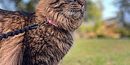 Shadow joined the competition — help win amazing prizes! cat, tabby_cat, fluffy, leash, collar, green_eyes, outdoor, grass, nature, pet, feline, alert, side_view, whiskers, mammal, animal, daylight, blurred_background, portrait, curious