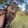 cat, tabby_cat, fluffy, leash, collar, green_eyes, outdoor, grass, nature, pet, feline, alert, side_view, whiskers, mammal, animal, daylight, blurred_background, portrait, curious