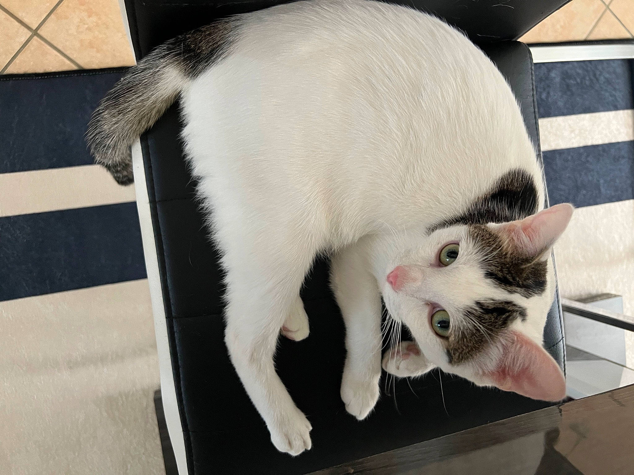 Kenzo a rejoint le concours — aidez-le/la à gagner de superbes lots ! animal_shelter, carnivore, cat, claw, domestic_short_haired_cat, fang, felidae, flooring, fur, mammal, paw, pet_supply, photo_caption, small_to_medium_sized_cats, snout, tail, vertebrate, whiskers