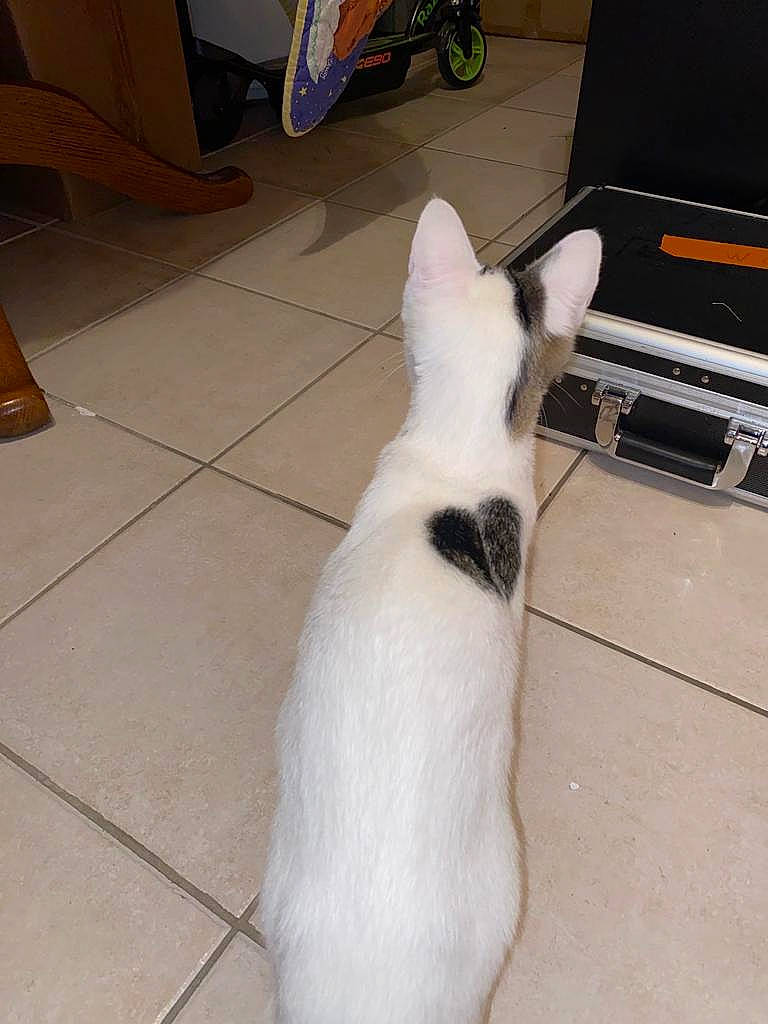 Kenzo participe au concours pour gagner de l'argent avec cette photo : carnivore, cassette_deck, comfort, companion_dog, dog_breed, domestic_rabbit, fawn, felidae, floor, flooring, fur, hardwood, output_device, rabbit, rabbits_and_hares, small_to_medium_sized_cats, snout, tail, whiskers, wood