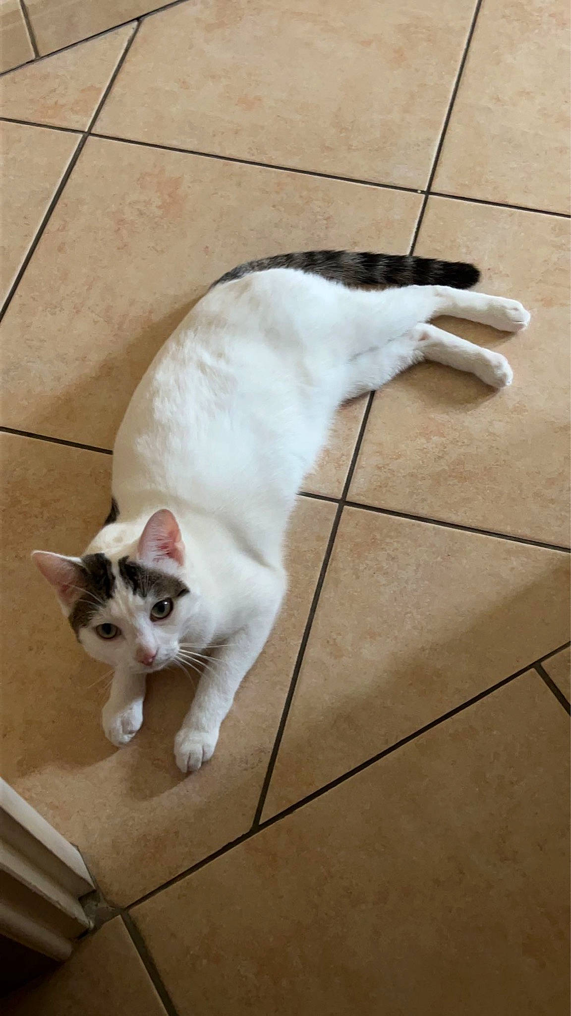 Kenzo a rejoint le concours — aidez-le/la à gagner de superbes lots ! carnivore, cat, comfort, domestic_short_haired_cat, fawn, felidae, floor, flooring, foot, fur, hardwood, line, paw, small_to_medium_sized_cats, snout, tail, tile, tile_flooring, whiskers, wood