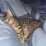Baya participe au concours pour gagner de l'argent avec cette photo : cat, kitten, tabby, sleeping, nap, bed, blanket, bedroom, indoors, cozy, relaxed, fur, striped, whiskers, ears, paws, pet, animal, portrait, soft_lighting
