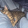 cat, kitten, tabby, sleeping, nap, bed, blanket, bedroom, indoors, cozy, relaxed, fur, striped, whiskers, ears, paws, pet, animal, portrait, soft_lighting