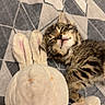 Baya a rejoint le concours — aidez-le/la à gagner de superbes lots ! kitten, cat, tabby, sleeping, sleepy, cute, pet, animal, plush_toy, bunny, stuffed_animal, blanket, bed, cozy, indoor, nap, whiskers, closed_eyes, fur, relaxed