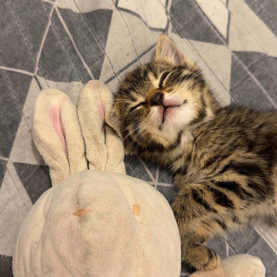 Baya a rejoint le concours — aidez-le/la à gagner de superbes lots ! kitten, cat, tabby, sleeping, sleepy, cute, pet, animal, plush_toy, bunny, stuffed_animal, blanket, bed, cozy, indoor, nap, whiskers, closed_eyes, fur, relaxed